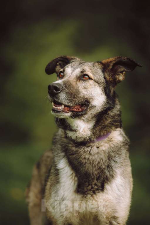 Собаки в Москве: Рокки  Мальчик, Бесплатно - фото 4