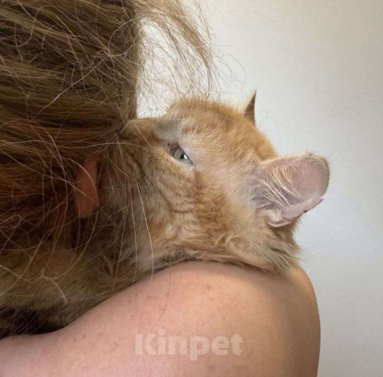 Кошки в Москве: Хозяева выкинули Твикса на улицу в мороз Мальчик, Бесплатно - фото 5