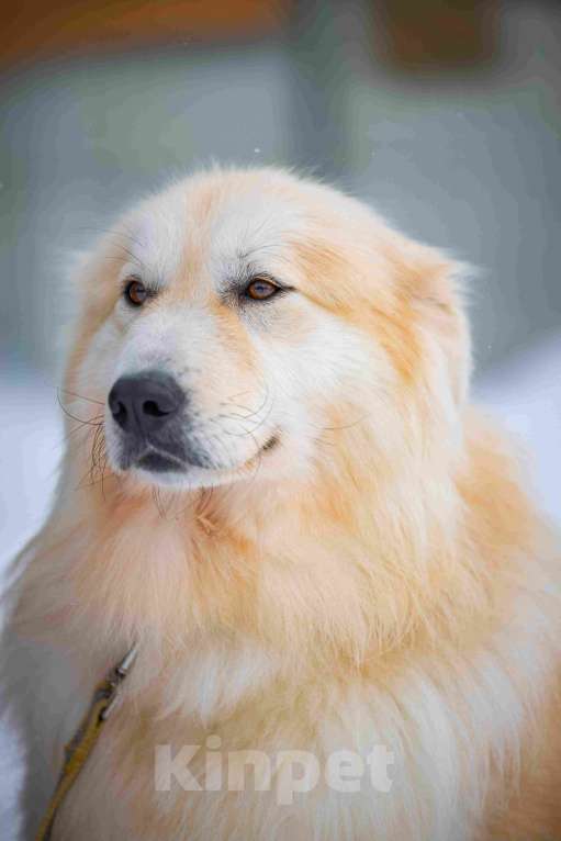 Собаки в Москве: Пушистая, добрая, красивая собака Уля в добрые руки Девочка, Бесплатно - фото 3