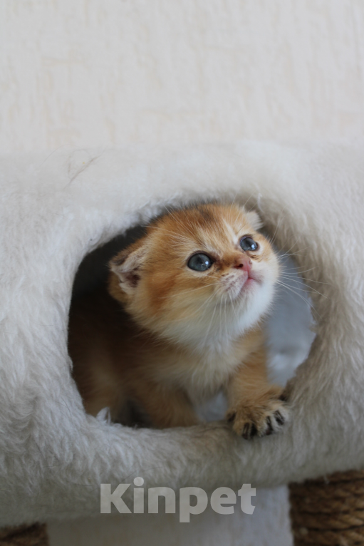 Кошки в Москве:  вислоухая девочка-шотландец Девочка, 22 000 руб. - фото 2