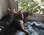 Кошки в Бору: Котята Девочка, 500 руб. - фото 8