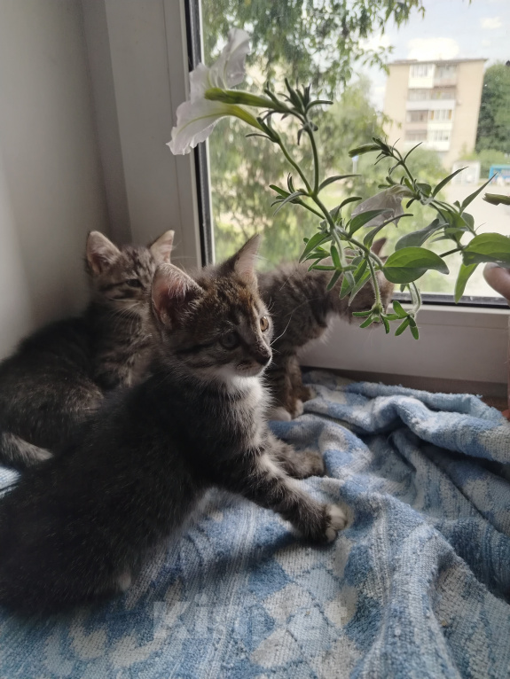 Кошки в Бору: Котята Девочка, 500 руб. - фото 8