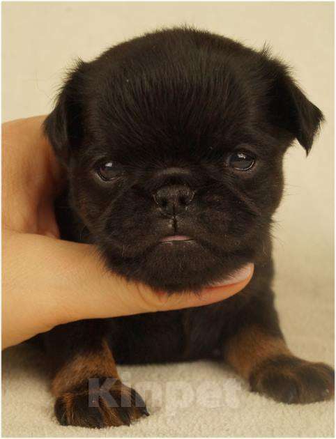 Собаки в Москве: ОНИКС Мальчик, 90 000 руб. - фото 1