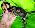 Кошки в Москве: Бенгальский котенок Мальчик, 20 000 руб. - фото 3