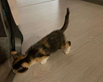 Кошки в Люберцах: Котенок в хорошие руки Девочка, Бесплатно - фото 3