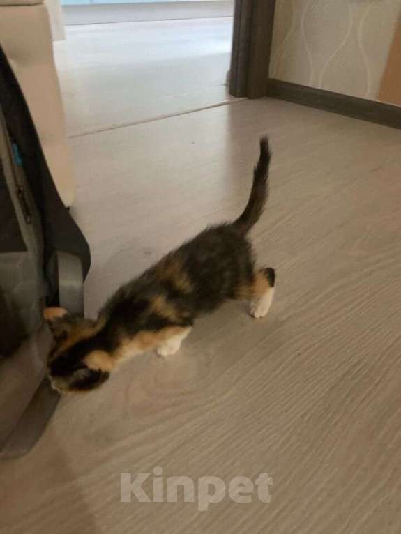 Кошки в Люберцах: Котенок в хорошие руки Девочка, Бесплатно - фото 3