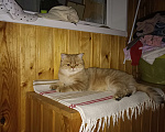 Кошки в Дзержинске: Кошечка золотая шиншилла Девочка, 1 000 руб. - фото 6