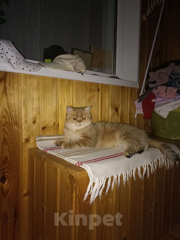 Кошки в Дзержинске: Кошечка золотая шиншилла Девочка, 1 000 руб. - фото 6