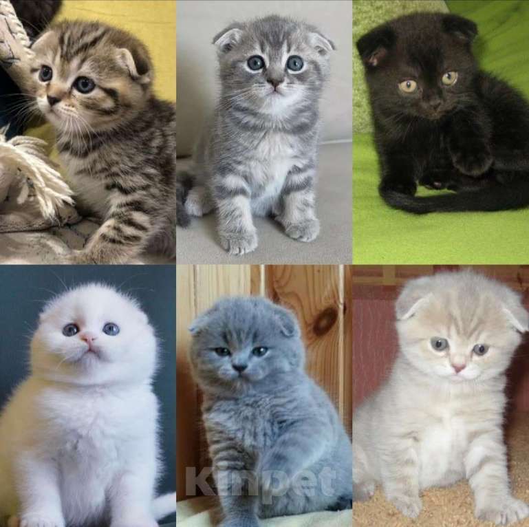 Кошки в Брянске: Шотландские котята  Девочка, 6 000 руб. - фото 1