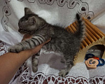 Кошки в Красногорске: Котенок Сильвер 1,5 месяца ждет родителей на передержке  Мальчик, Бесплатно - фото 3