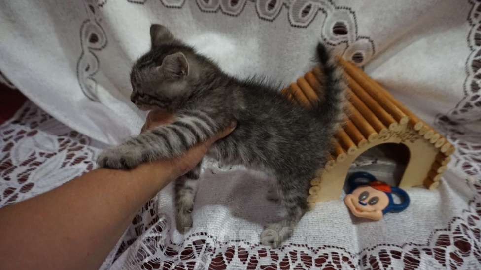 Кошки в Красногорске: Котенок Сильвер 1,5 месяца ждет родителей на передержке  Мальчик, Бесплатно - фото 3