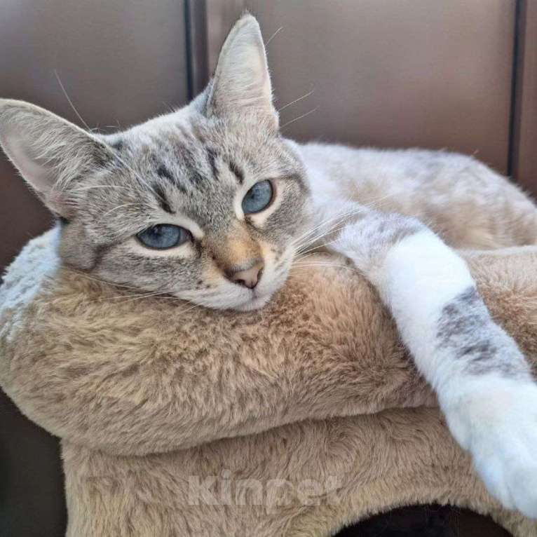 Кошки в Москве: Монику вернула хозяйка Девочка, Бесплатно - фото 3