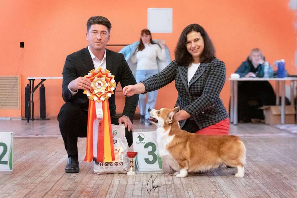 Собаки в Москве: Кобель корги, вязка Мальчик, Бесплатно - фото 3