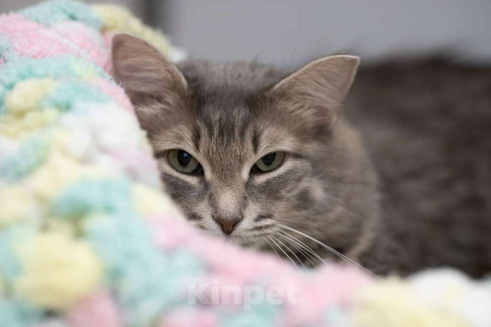 Кошки в Москве: Кошка Аферистка в добрые руки Девочка, Бесплатно - фото 4