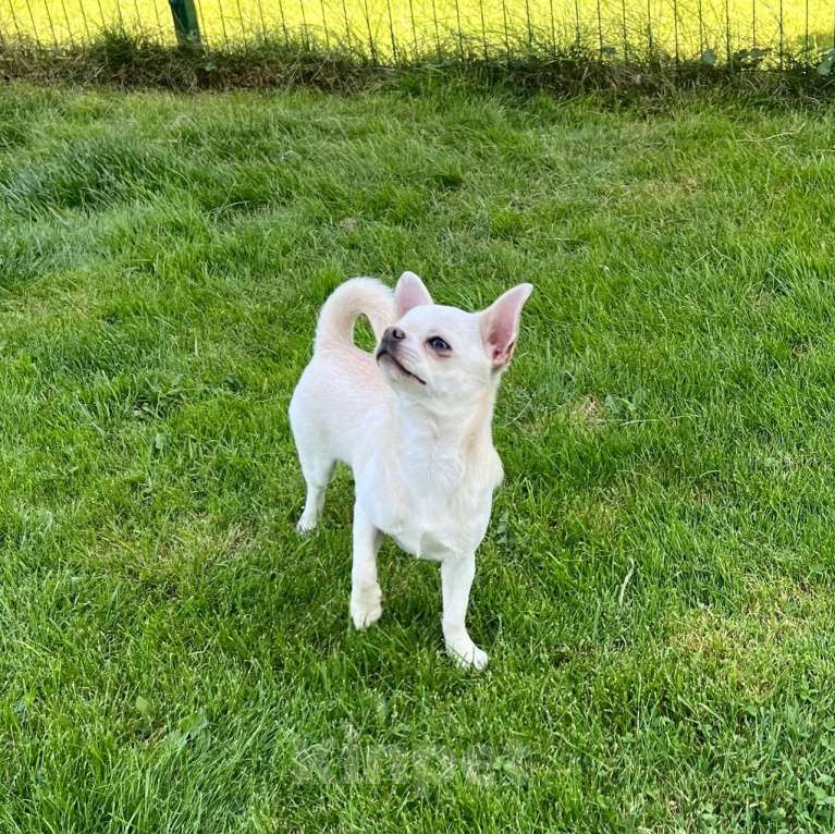 Собаки в Москве: МальЧишка в любимцы Мальчик, 40 000 руб. - фото 4