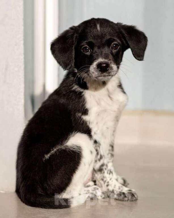 Собаки в Москве: Пять маленьких сердец ищут дом. Девочка, Бесплатно - фото 3