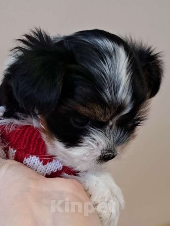 Собаки в Москве: Мини девочка Бивер  Девочка, 150 000 руб. - фото 1