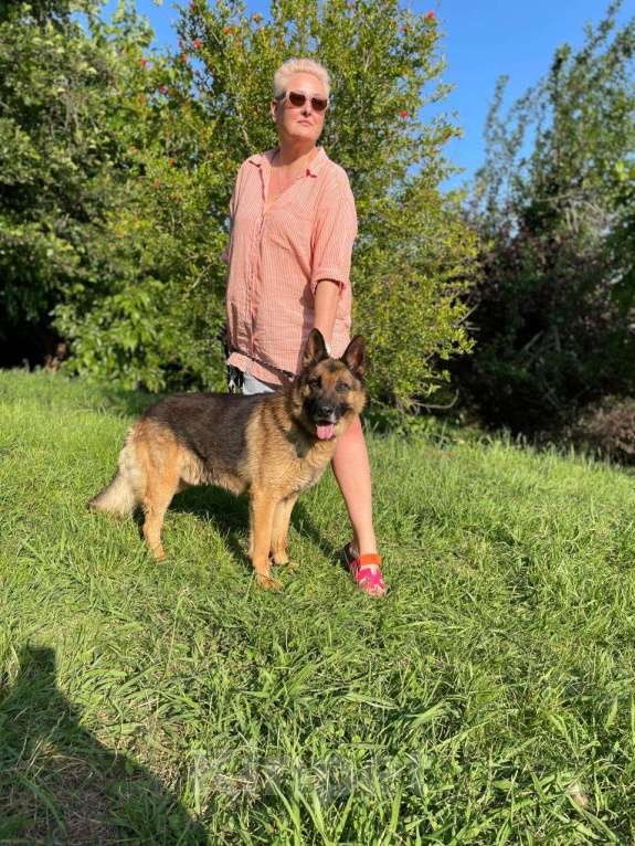 Собаки в других городах Краснодарского края: Ральф немец в дар чипирован кастрирован возможна доставка Мальчик, Бесплатно - фото 5