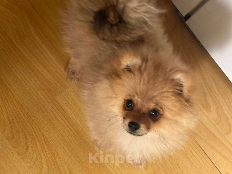 Собаки в Новосибирске: Померанский шпиц щенок  Девочка, 22 000 руб. - фото 4