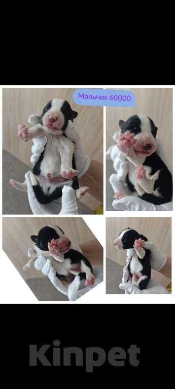 Собаки в Красногорске: Щенки Бордер Колли.РКФ Разнополые, 50 000 руб. - фото 2