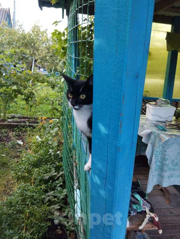 Кошки в других городах Ленинградской области: Кошка в добрые руки Девочка, Бесплатно - фото 1