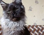 Кошки в Санкт-Петербурге: Мальчик полидакт черный дым Мальчик, 120 000 руб. - фото 1