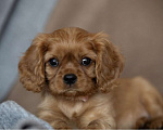 Собаки в Тарусе: Девочка Кавалер Кинг Чарльз спаниель Девочка, 110 000 руб. - фото 1