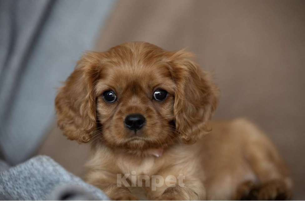 Собаки в Тарусе: Девочка Кавалер Кинг Чарльз спаниель Девочка, 110 000 руб. - фото 1