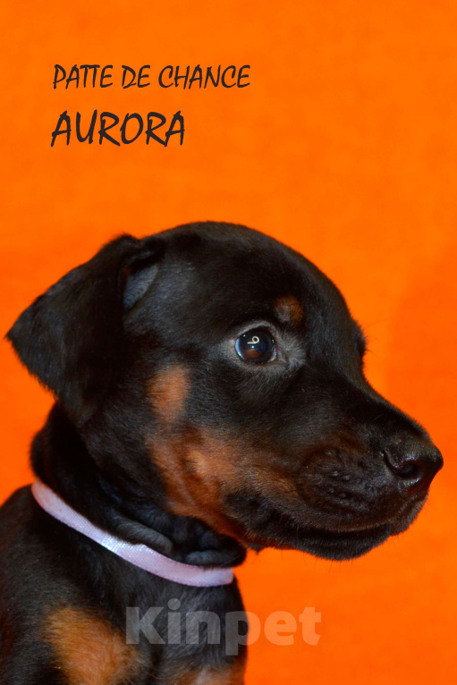 Собаки в Санкт-Петербурге: Щенок добермана Аврора Девочка, 110 000 руб. - фото 1