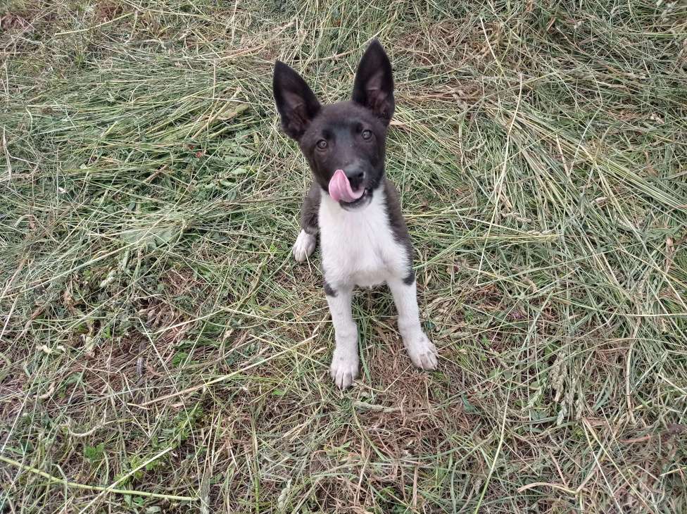 Собаки в Орле: Щенок девочка 3месяца в добрые руки отдам бесплатно. Девочка, 5 руб. - фото 6