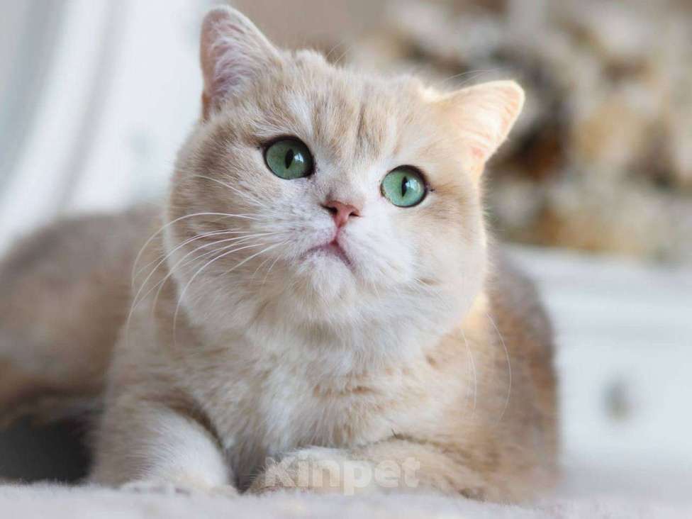 Кошки в Москве: Британская кошка для разведения Девочка, 100 000 руб. - фото 7