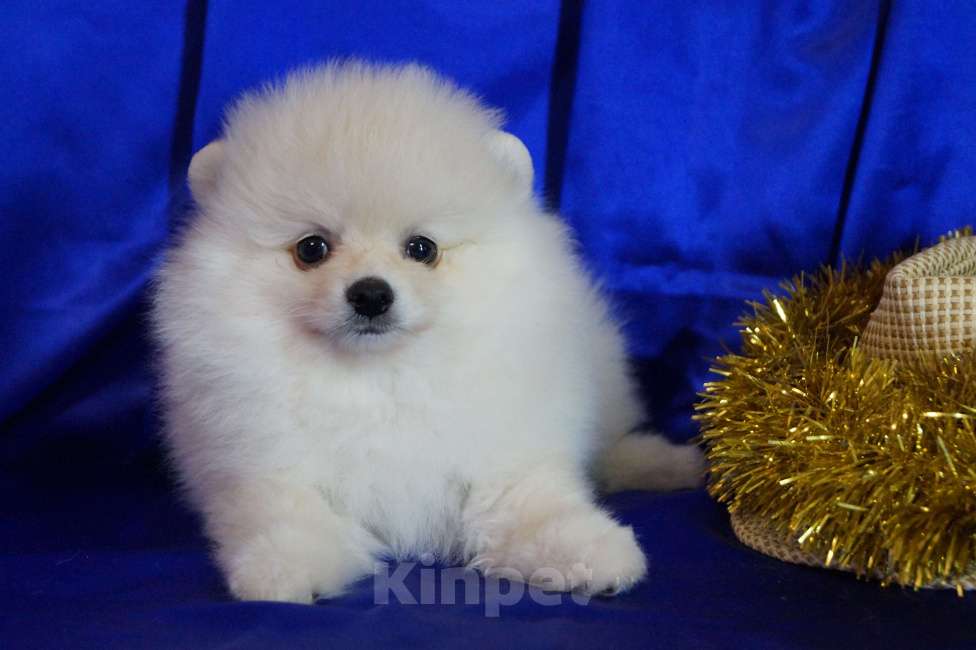 Собаки в Москве: Мини мальчик Мальчик, 30 000 руб. - фото 1