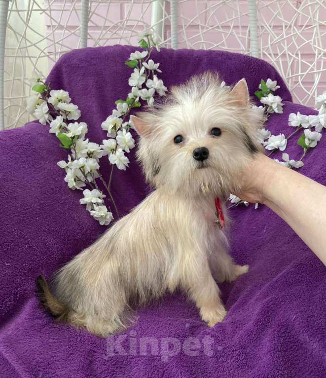 Собаки в Москве: Йорк мини девочка золотая игривая Девочка, 70 000 руб. - фото 10