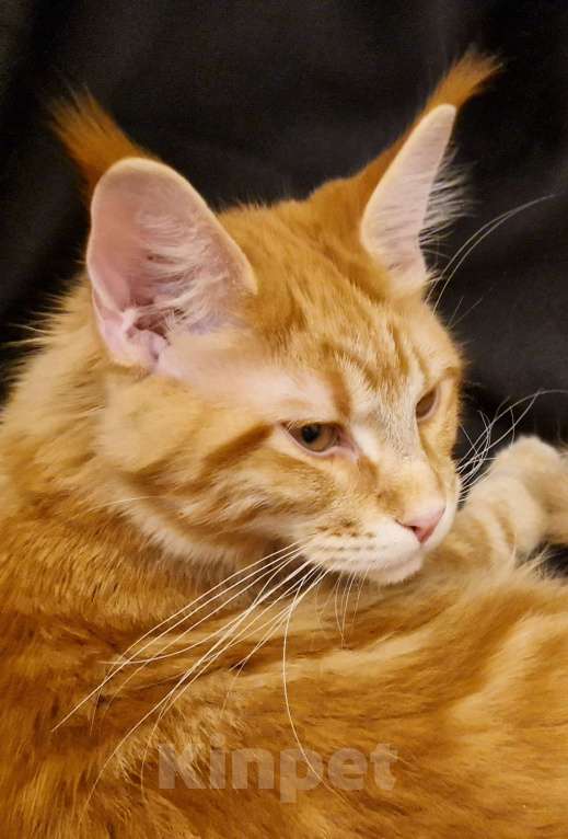 Кошки в Москве: Пресненские котята породы мейн-кун. Арт Мальчик, 55 000 руб. - фото 2