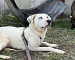 Собаки в Москве: Разноглазый Лексус ищет семью Мальчик, 111 руб. - фото 5
