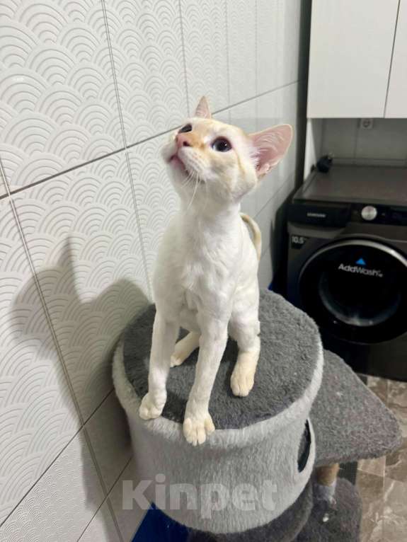 Кошки в других городах Ростовской области: Срочно отдаю в добрые руки Мальчик, Бесплатно - фото 4