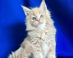 Кошки в Нягани: Котик мейн кун Мальчик, 50 000 руб. - фото 1
