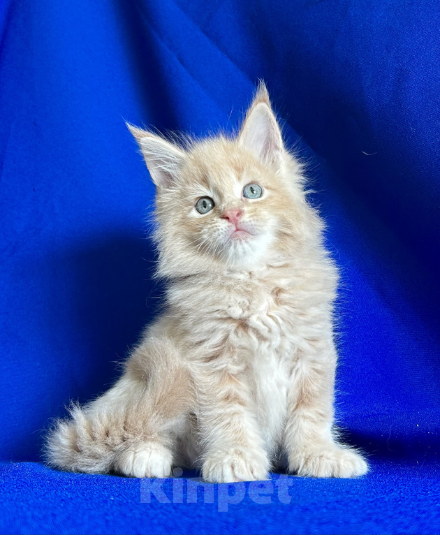 Кошки в Нягани: Котик мейн кун Мальчик, 50 000 руб. - фото 1