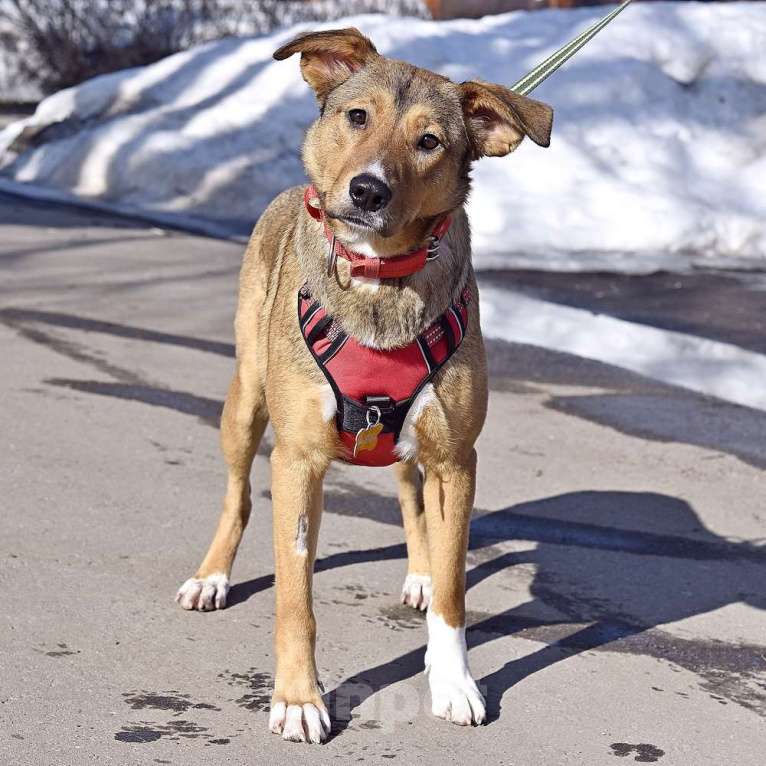 Собаки в Москве: Карамель ждет хозяев Девочка, Бесплатно - фото 2