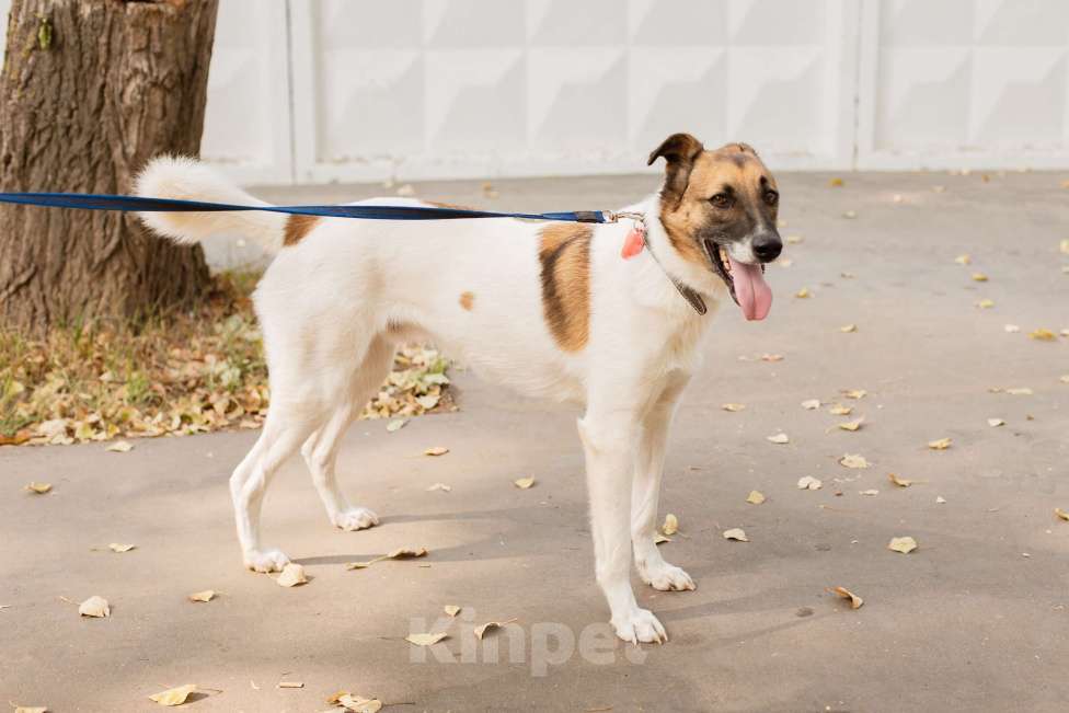 Собаки в Москве: Амур Мальчик, 300 руб. - фото 5
