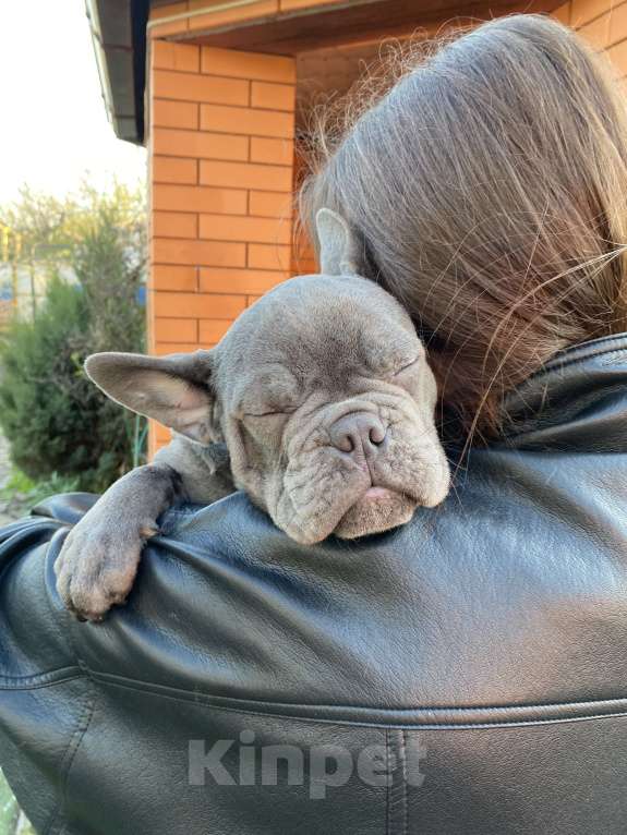 Собаки в Новошахтинске: Щенки французского бульдога Мальчик, 80 000 руб. - фото 5