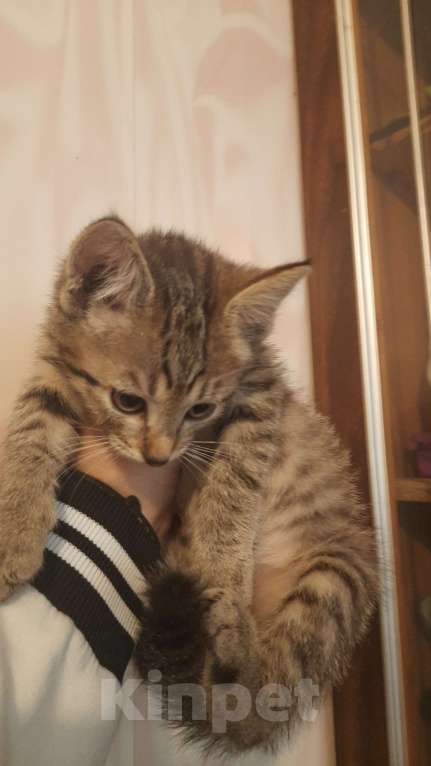 Кошки в Воронеже: Отдам котёнка в добрые руки Мальчик, Бесплатно - фото 2