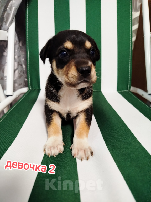 Собаки в Симферополе: Отдам щенков в добрые руки Девочка, Бесплатно - фото 3