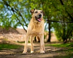 Собаки в Москве: Джой ищет дом Мальчик, Бесплатно - фото 5