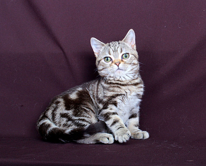 Американский короткошерстный котёнок