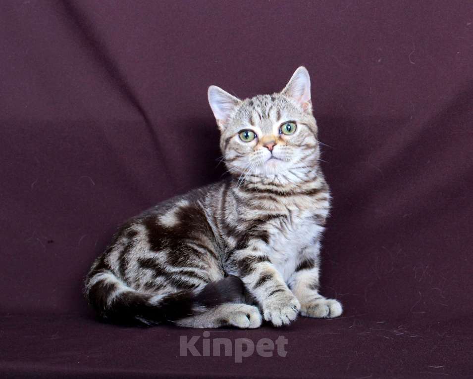 Кошки в Ликино-Дулево: Американский короткошерстный котёнок Девочка, Бесплатно - фото 1