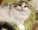 Кошки в Новосибирске: Пушистый котик Мальчик, 15 000 руб. - фото 2