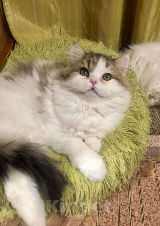 Кошки в Новосибирске: Пушистый котик Мальчик, 15 000 руб. - фото 2