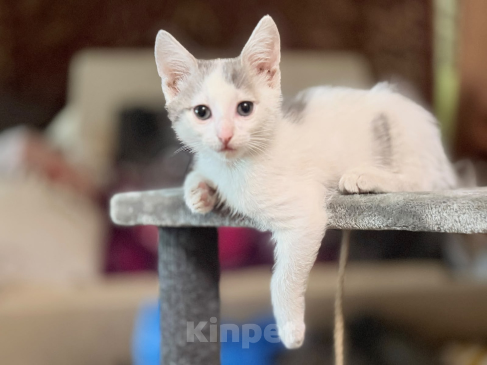 Кошки в Москве: Котенок мальчик возраст 2 месяца Мальчик, Бесплатно - фото 5