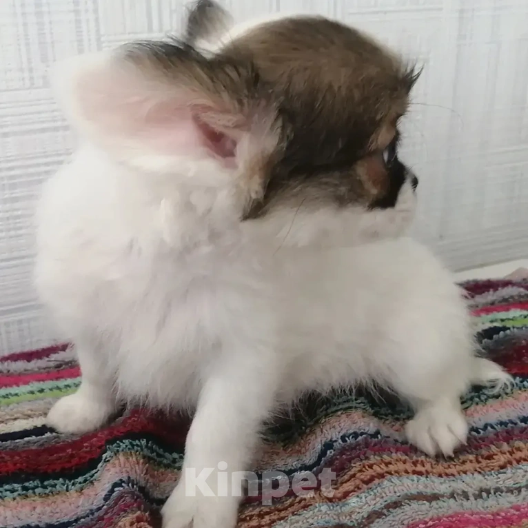 Собаки в Москве: Мальчик белый с соболем.  Мальчик, 20 руб. - фото 2